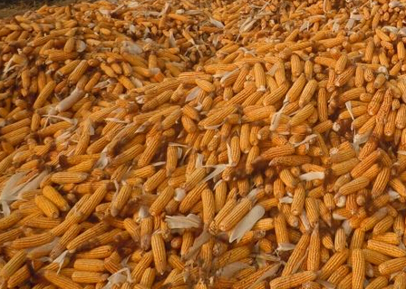 玉米水分測(cè)量儀